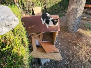 Köpeklerin Saldırısından Korkup Ağaçta Mahsur Kalan Kediyi İtfaiye Kurtardı