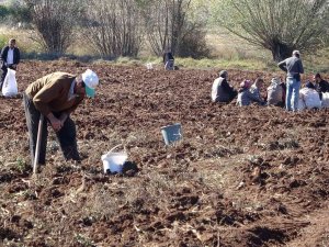 Hasat Sonrası Akına Uğradı, Kışlık Patates İhtiyaçlarını Ücretsiz Elde Ettiler