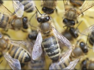 Yığılca Arısı Tescillendi