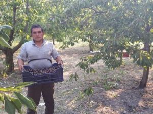 Dağ Kirazı Dalında Kaldı