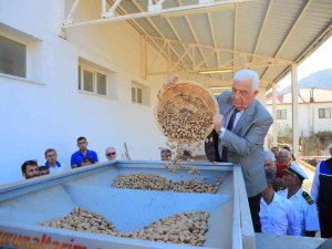 Datça Bademini Ve Zeytinciliği Yaygınlaştırılacak