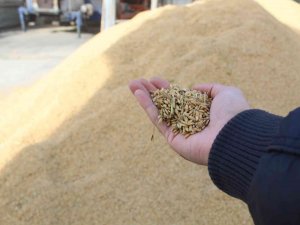 Sinop’ta Çeltik Kurutma İşlemleri Sürüyor