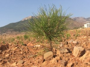 Milyonlarca Tohum Toprakla Buluşmaya Başladı, Yanan Ormanlar Tekrar Yeşerecek