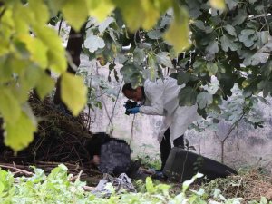 Yaşlı Kadın İncir Ağacına Asılı Halde Bulundu