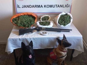 Ağrı’da 15 Kilo Esrar Ele Geçirildi