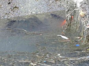 Manavgat’ta Sulama Kanalında Balık Ölümleri