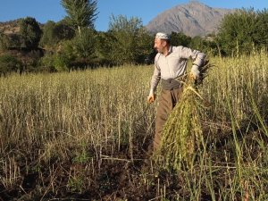 Derecik’te Susam Hasadı Başladı