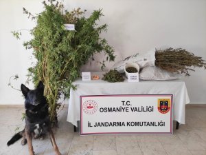 Osmaniye’de Uyuşturucu Operasyonu