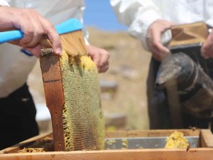 Yurt Dışında Kilosu 500 Dolar : Eğriçayır Yaylası Balının Anti Mikrobiyal Olduğu Tescillendi