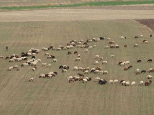 Muş Ovası’ndan Kışlaklara Dönüş Hazırlığı