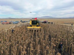 Kars’ta Yağlık Ayçiçeği Hasadı Başladı