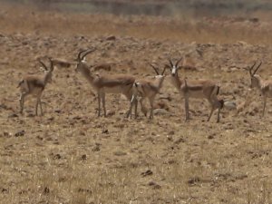 Cudi Dağı Teröristlerden Temizlendi, Bölge Ceylanlarla Şenlendi