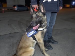 Yolcunun Üzerindeki Uyuşturucuyu Narkotik Köpeği Buldu