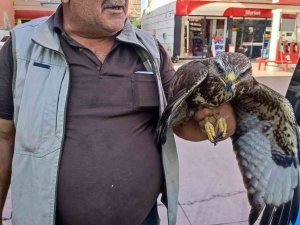 Hatay’da Yaralı Halde Bulunan Şahin Tedavi Edildi