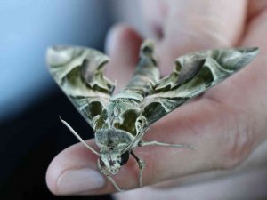 Alanya’da Ender Görülen Mekik Kelebeği Görüldü