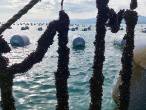 Karadeniz’de İlk Defa Midye Yetiştiriciliği Sinop’ta Başladı