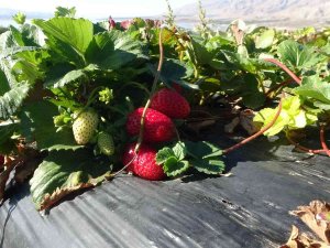 Kırmızı Elmas ‘Çilek’ Sarı Altın ‘Kayısıya’ Rakip Oldu