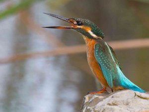 Kızılırmak Deltası’nda En İyi Kuş Gözlem Zamanı