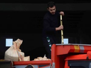 TMO’nun Fındık Alımı, Ordulu Üreticileri Memnun Ediyor