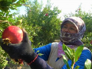 Denizli Narının Avrupa’ya İhracat Yolculuğu Başladı