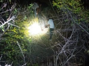 Gercüş’te Domuzlar Bağ Ve Bahçelere Dadandı