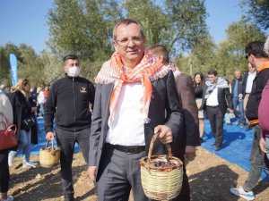 Ayvalık 17. Uluslararası Zeytin Hasat Festivali Programı Yine Dopdolu