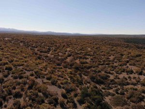 Kışa Hazırlanan Ağaçlar Renk Cümbüşü Oluşturdu