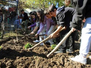 Üretimin Önemini Anlatmak İçin Öğrencilere Tarlada Uygulama Çilek Diktirildi