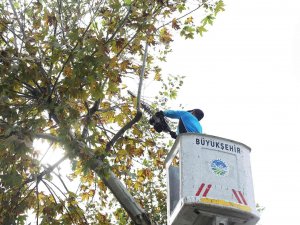 Araç Trafiği İçin Risk Oluşturan Ağaçlar Budanıyor