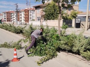 Elazığ Belediyesinden Ağaç Budama Çalışması