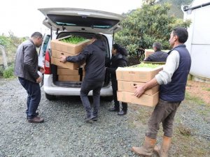 Ordu’da Üreticilere 350 Bin Fide Dağıtıldı