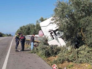 Uyuyan Şoför Zeytinliğe Daldı