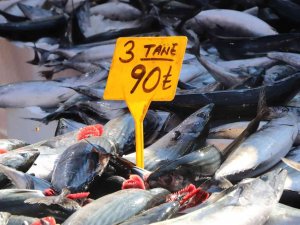 Palamut Bereketi Devam Ediyor: 3 Tanesi 90 Tl