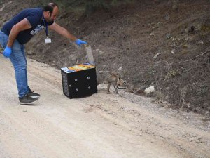 Gübre Havuzuna Düşen “Leblebi” Doğaya Salındı