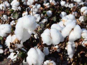 Denizli’de Beyaz Altın Hasadı Devam Ediyor