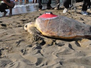 Deniz Kaplumbağaları Özgürlüğe Kulaç Attı