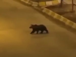 Van’ın İki Farklı İlçesinde Ayı Ve Yaban Domuzu Görüntülendi