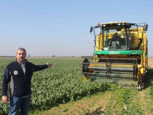 Türkiye’nin Ispanak İhtiyacının Dörtte Birini Bursa Karşılıyor