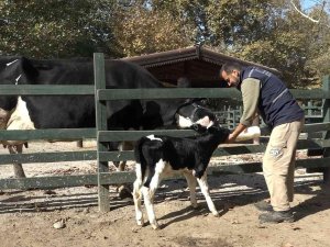 Bursa Zoo’nun Yeni Üyesinin İsmini Hayvanseverler Koydu