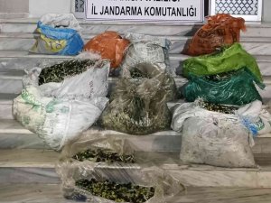 Zeytin Hırsızlığına 4 Gözaltı