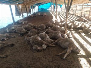 Ağıla Giren Kurt Sürüsü, 42 Koyunu Telef Etti