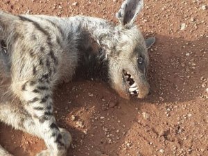 Kırmızı Kategoride Yer Alıyordu, Ölü Bulundu