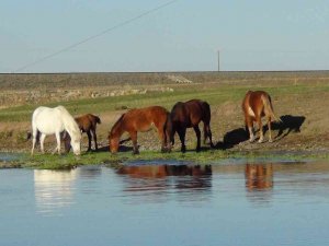 Kars’ta Yılkı Atları Doğal Ortamında Görüntülendi