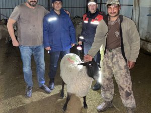 Jandarma Kayıp Sürüyü Dron İle Buldu