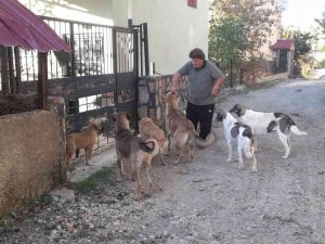 Yaylalar Boşalınca Aç Kalan Hayvanları Muhtar Doyurdu
