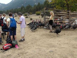 Çekirge İle Mücadele İçin Salınan Hindiler Turistlerin İlgi Odağı Oldu