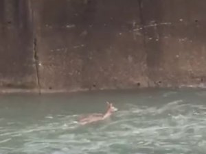 Artvin’de Dereye Düşen Karaca Görüntülendi
