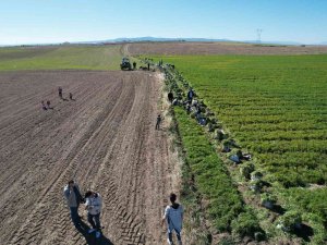 Havucun Başkenti Beypazarı’nda Hasat Başladı