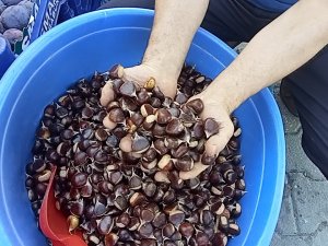 Kestanenin Fiyatı 15 Liraya Kadar Düştü