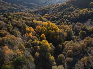 Sonbaharda Karagöl Jeositi’nde Sarı İle Yeşilin Her Tonu Hayran Bıraktı